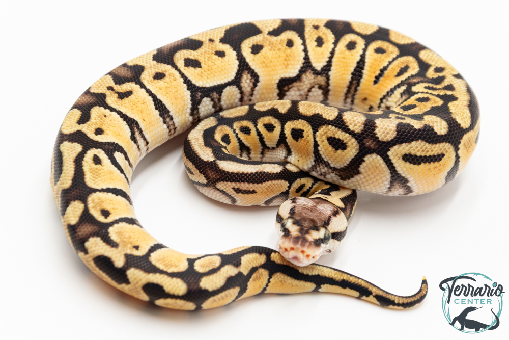 Python royal - Python regius Pastel Specter