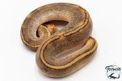 Python royal - Python regius Champagne