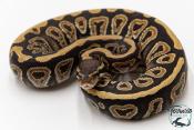 Python royal - Python regius Mojave