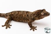 Mniarogekko chahoua - Gecko mousse - Grande Terre - NC 2025 - Mâle 06