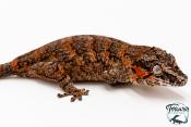 Rhacodactylus auriculatus - Gecko gargouille - NCUE 2025 - Femelle 05