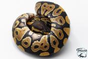 Python royal - Python regius Phantom Het Clown