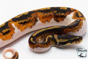 Python royal - Python regius Piebald Yellow Belly