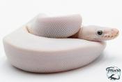 Python Royal - Python regius Leucistic