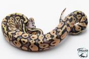 Python royal - Python regius Super Pastel