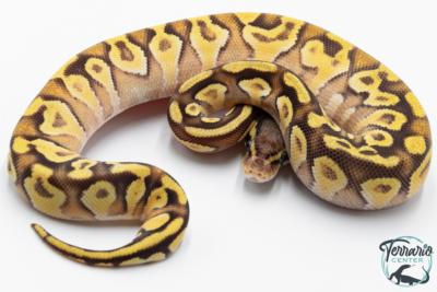 Python royal - Python Regius Pastave Yellow Belly