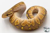 Python royal - Python regius Butter Hypo