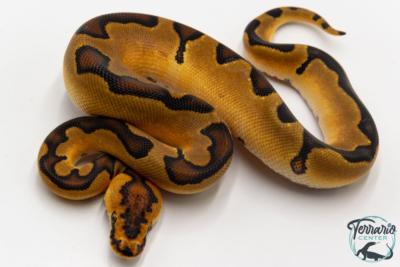 Python royal - Python regius Clown Enchi