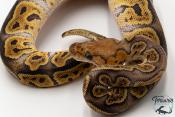 Python royal - Python regius Clown GHI