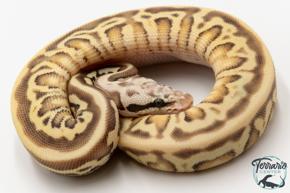Python royal - Python regius Enchi firefly Leopard
