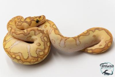 Python royal - Python regius Clown Butter