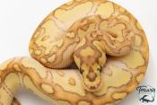 Python royal - Python regius Clown Butter