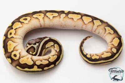 Python royal - Python regius Butter Pastel Yellow Belly