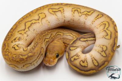 Python royal - Python regius Stranger Lesser Clown