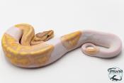 Python royal - Python regius Banana Pastel Piebald