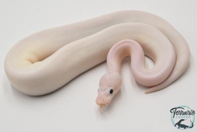 Python royal - Python regius Ivory Bumblebee