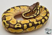 Python royal - Python regius Butter Pastel Yellow Belly