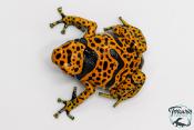 Dendrobates leucomelas - Rainette jaguar Bolivar