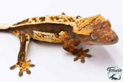 Correlophus ciliatus - Gecko à crête - NC 2025 -  36