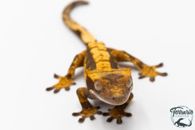 Correlophus ciliatus - Gecko à crête - NC 2025 -  41