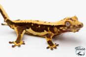 Correlophus ciliatus - Gecko à crête - NC 2025 -  47