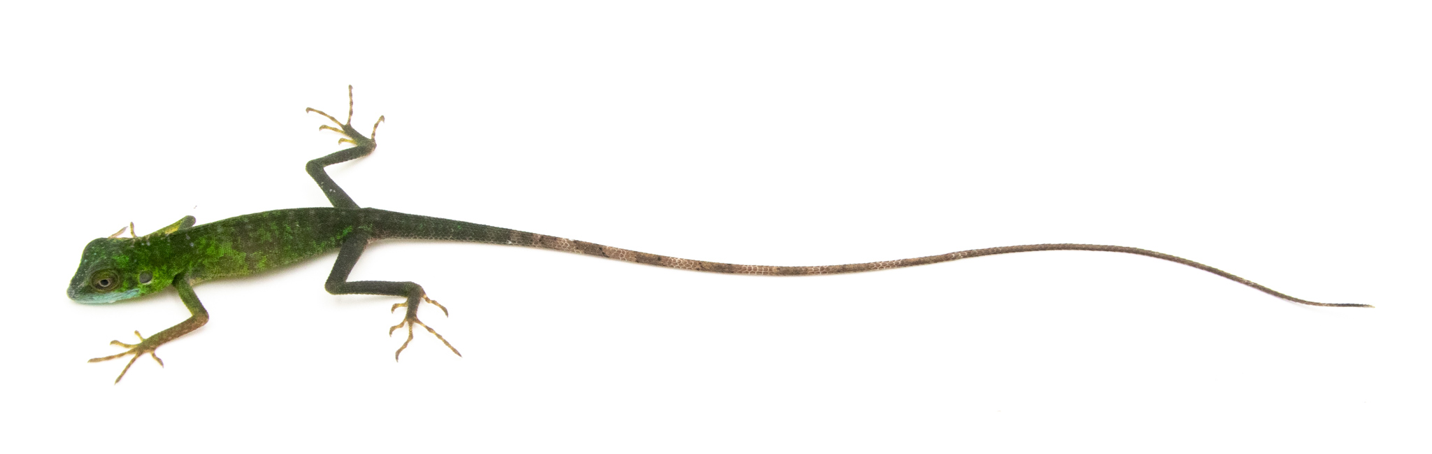 Bronchocella cristatella - Lézard à crête vert - juvéniles