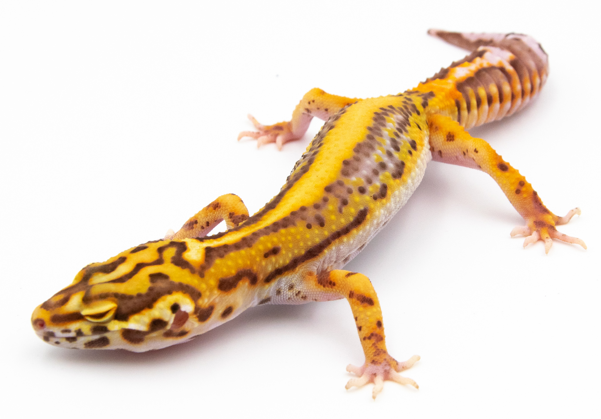 AG69 - Gecko Léopard - Eublepharis Macularius Bell Bold Stripe - non sexé - NC 2021