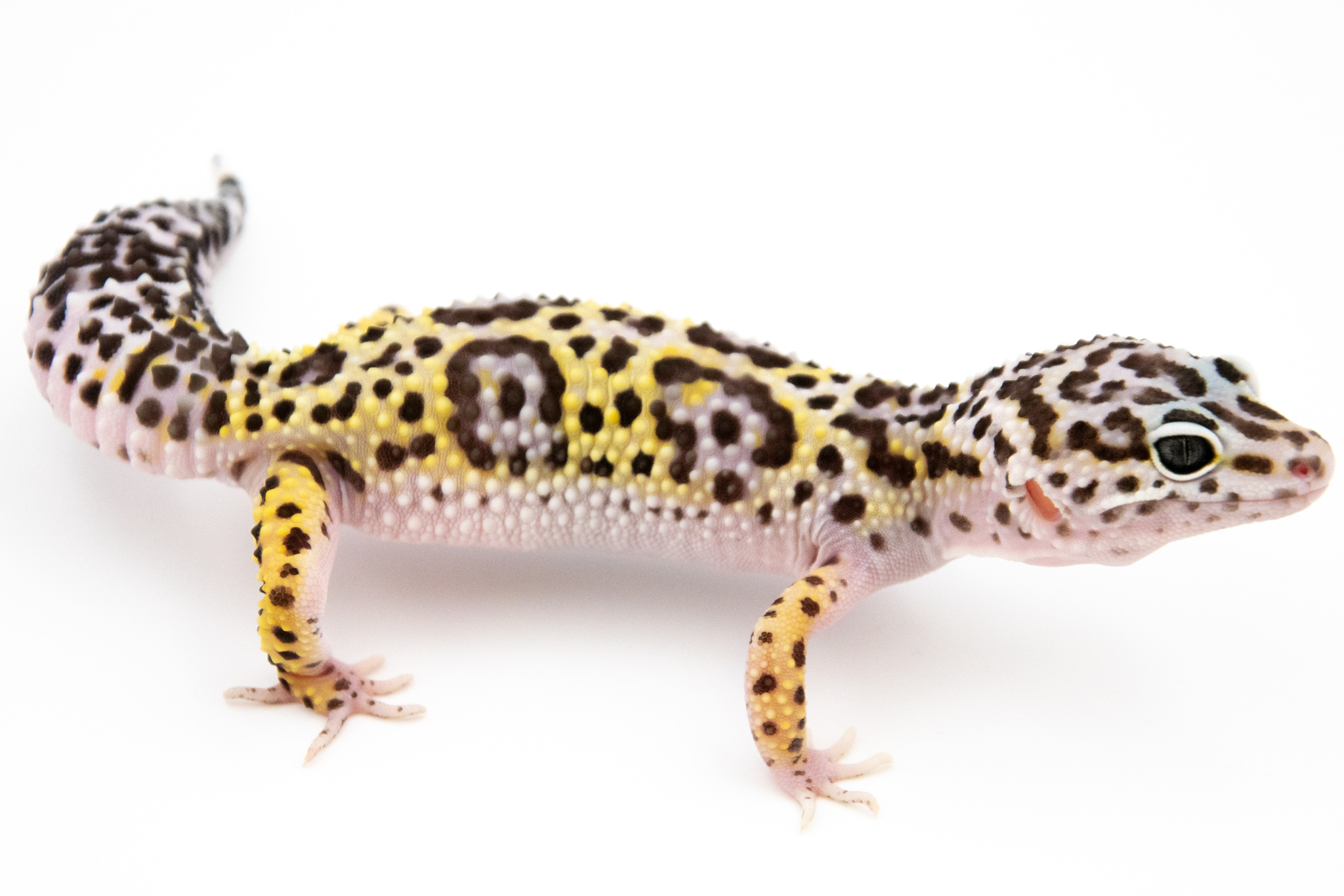 EJ62 - Gecko Léopard - Eublepharis Macularius Mack Snow - non sexé - NC 2021