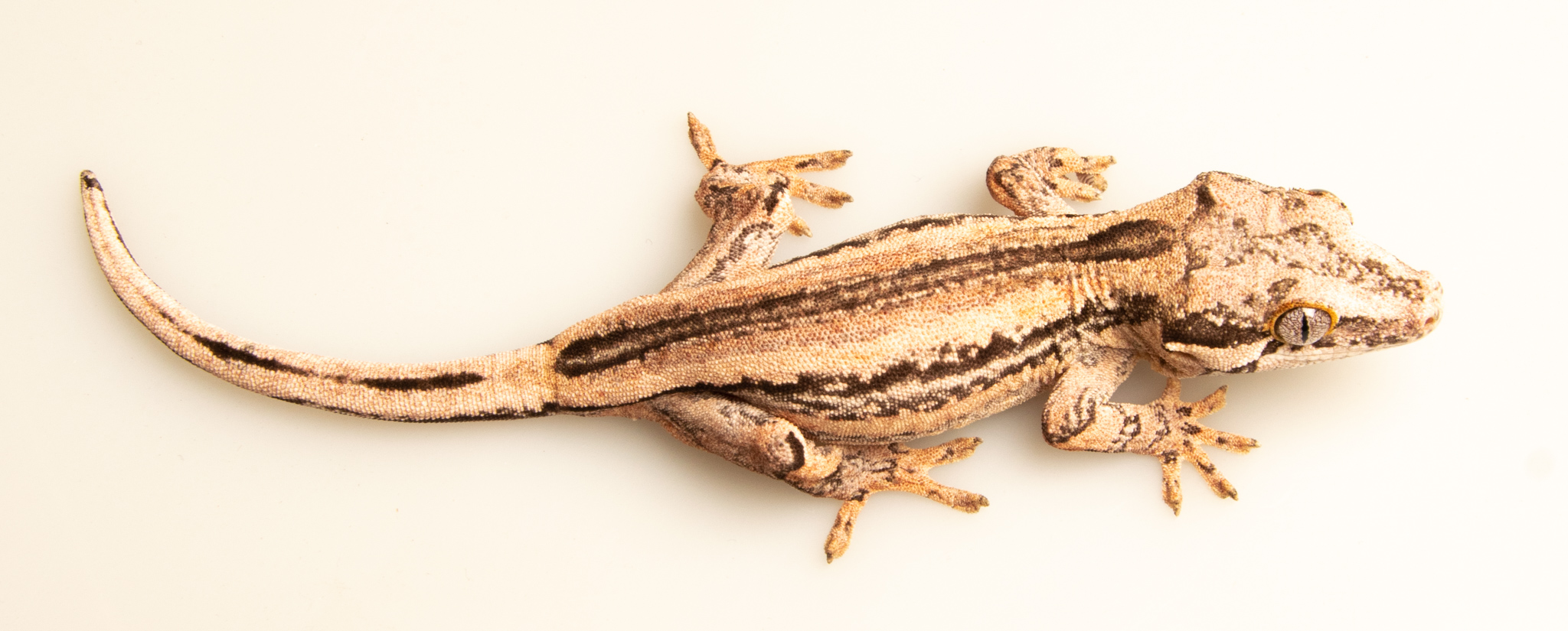Rhacodactylus auriculatus - Gecko gargouille - Femelle NC - 250228500087821