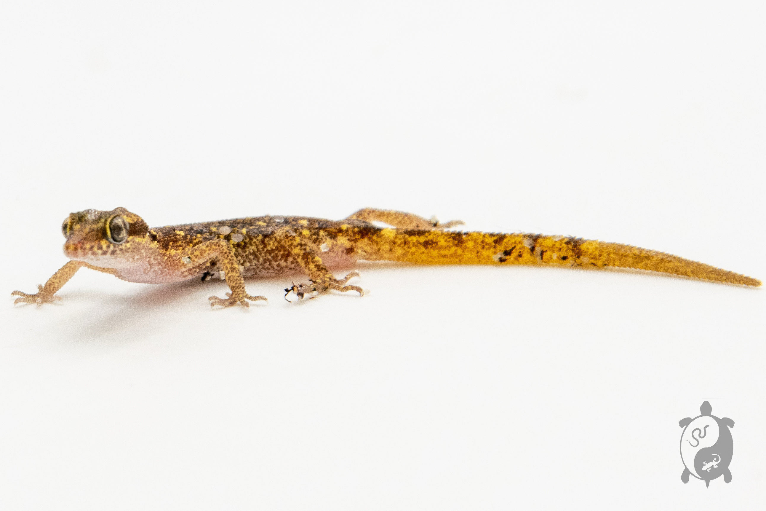 Tropiocolotes tripolitanus - Gecko nain 