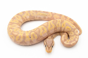 Python royal - Python regius Banana Pastel