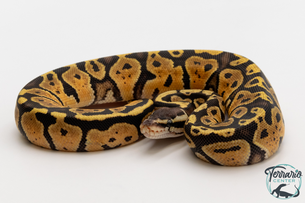 Python royal - Python regius Pastel Specter