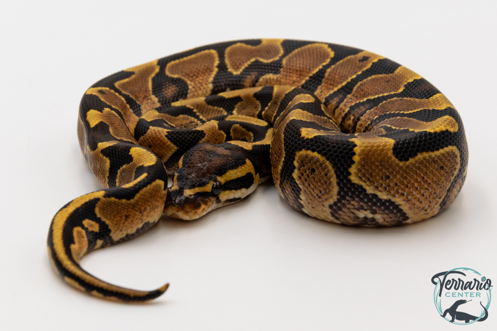 Python royal - Python regius Yellow Belly