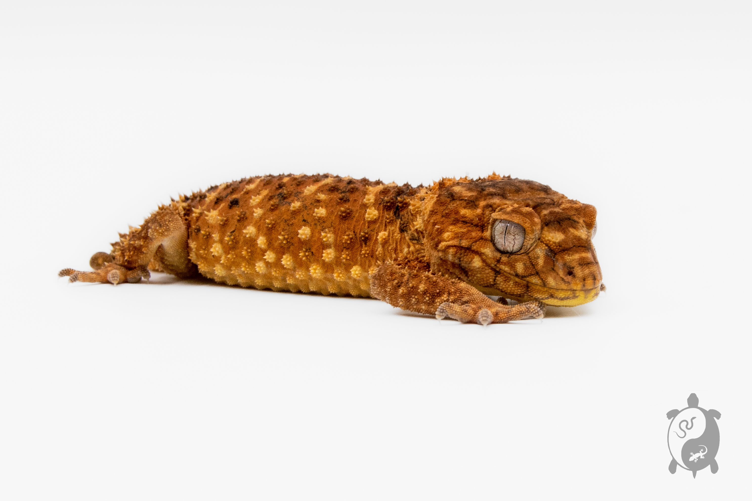Nephrurus amyae - Gecko à queue en bouton - &#9794; 