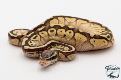 Python royal - Python regius Butter Pastel