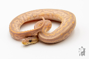 Python royal - Python regius Banana Cinnamon