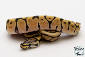 Python royal - Python regius Spider Mojave