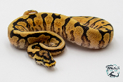 Python royal - Python regius Spider Phantom Yellow Belly