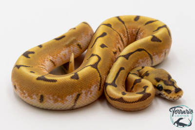 Python royal - Python regius Stinger Bee Hypo