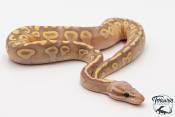 Python royal - Python regius Banana Pastave