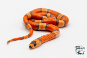 Lampropeltis triangulum hondurensis  Hypo - Serpent faux corail