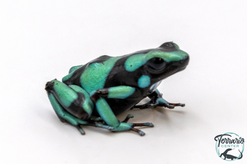 Dendrobates auratus - Dendrobate doré "Bahia Solano"