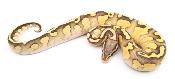 Python royal - Python regius Butter Firefly