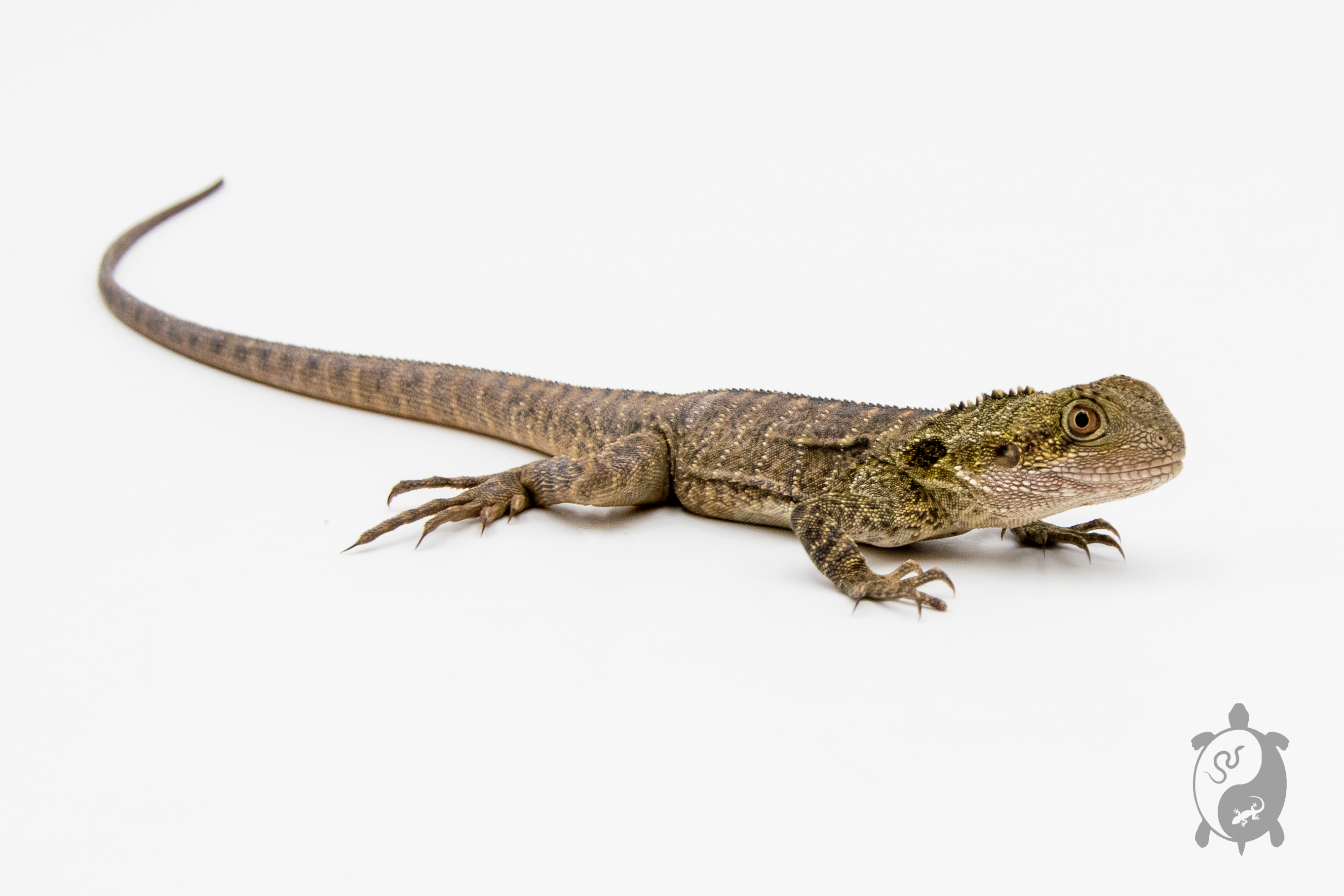 Intellagama (Physignathus) lesueurii - Dragon d'eau australien 