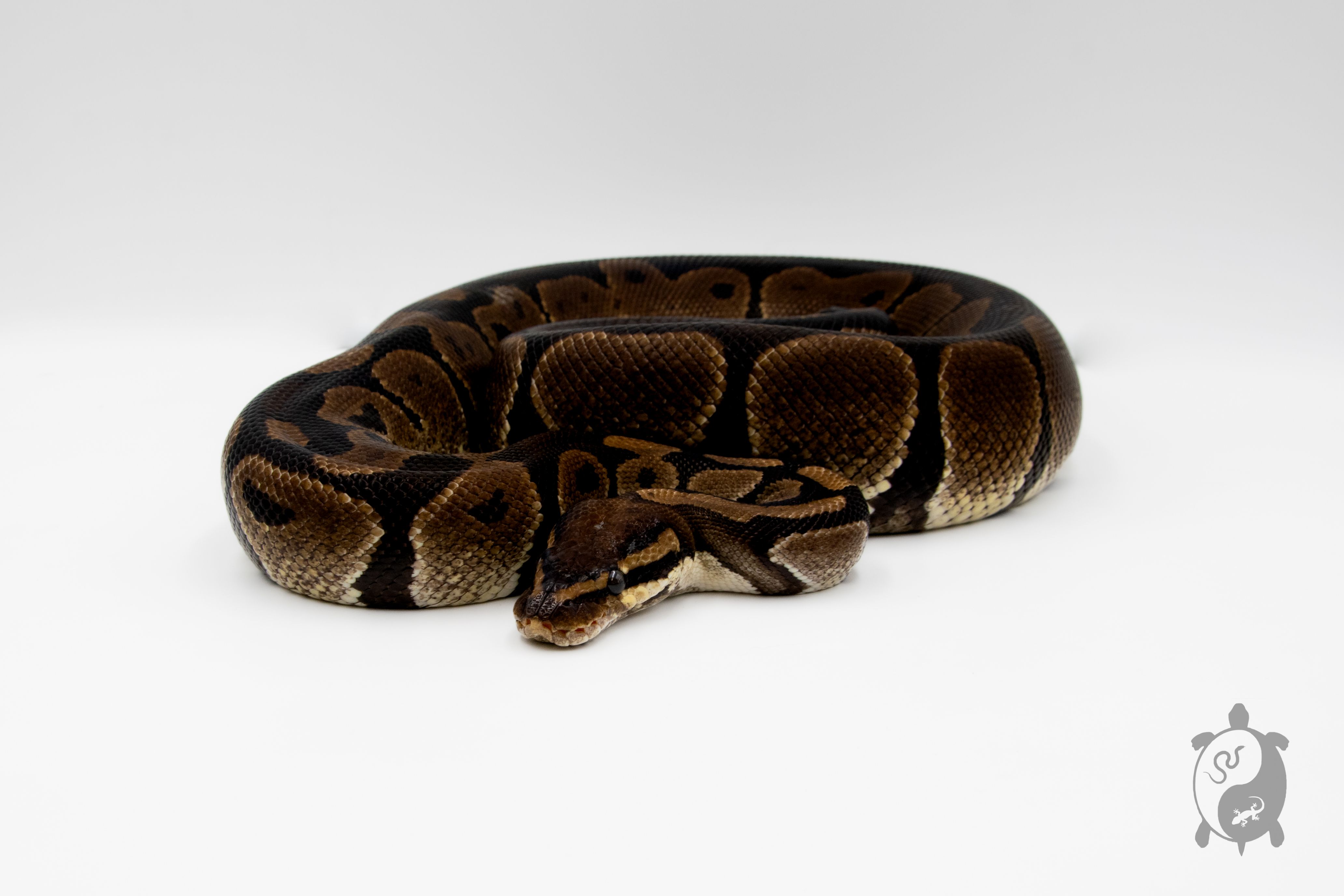 Python royal - Python regius Classique - Adulte