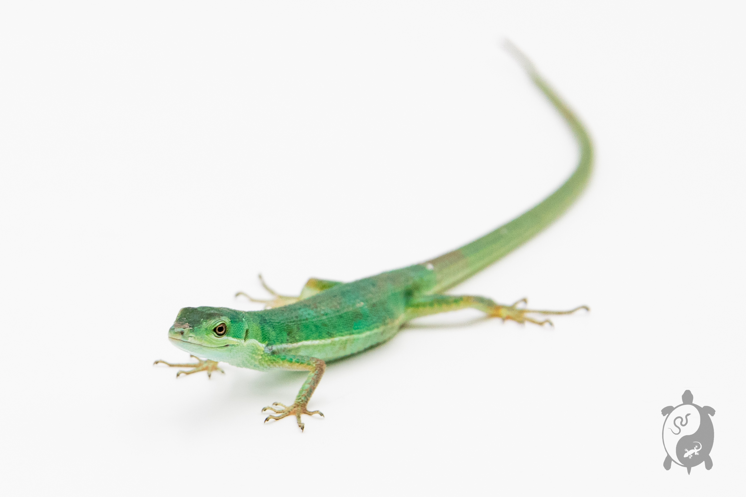 Takydromus smaragdinus - Lézard à longue queue 
