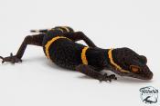 Goniurosaurus hainanensis -  Gécko des cavernes de Hainan