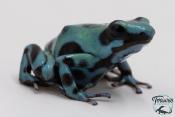 Dendrobates auratus - Dendrobate doré Green Microspot