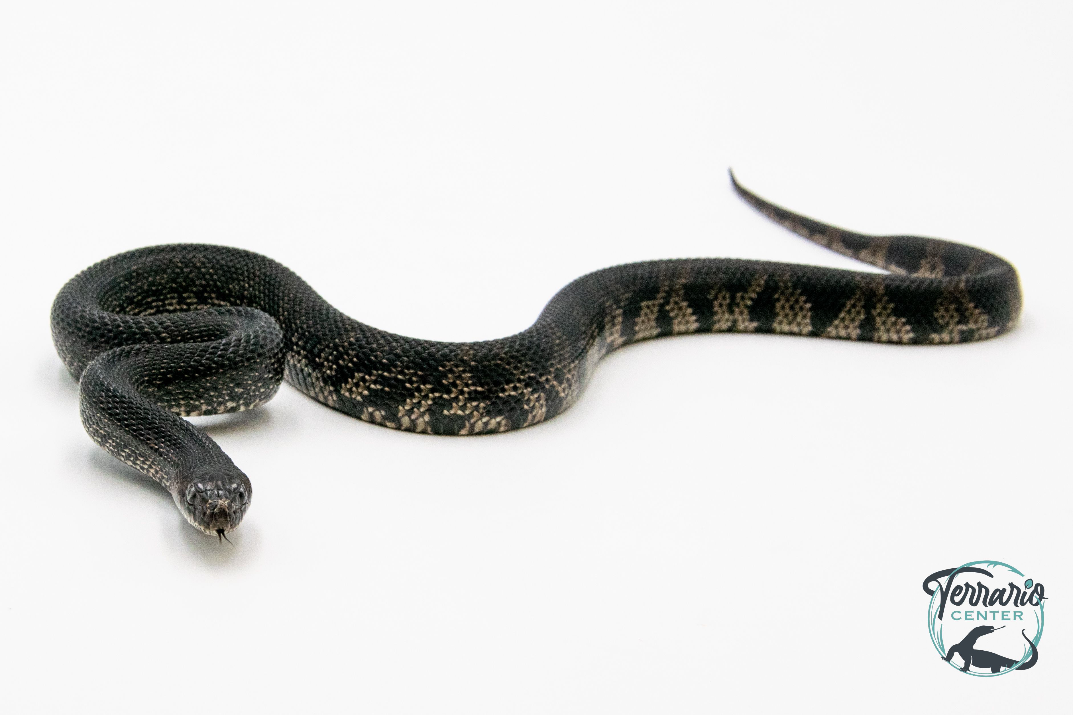 Pituophis melanocephalus lodingii - Serpent noir des pins - NC