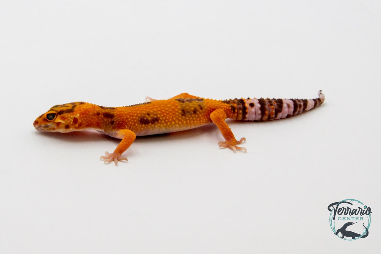 EM60 - Gecko Léopard - Eublepharis Macularius Sunglow - NC